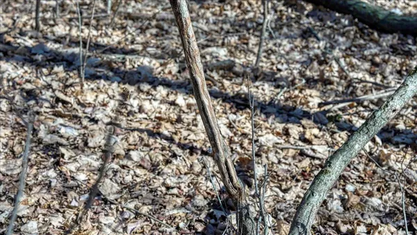 $300,000 | E17497 Gross Valley Road, Hillsboro, WI 54634