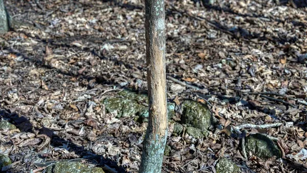 $300,000 | E17497 Gross Valley Road, Hillsboro, WI 54634