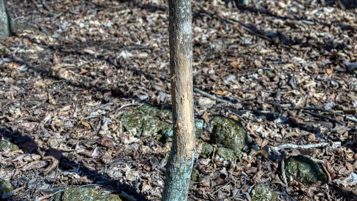 E17497 Gross Valley Road Hillsboro, WI 54634 - Photo 49 of 55