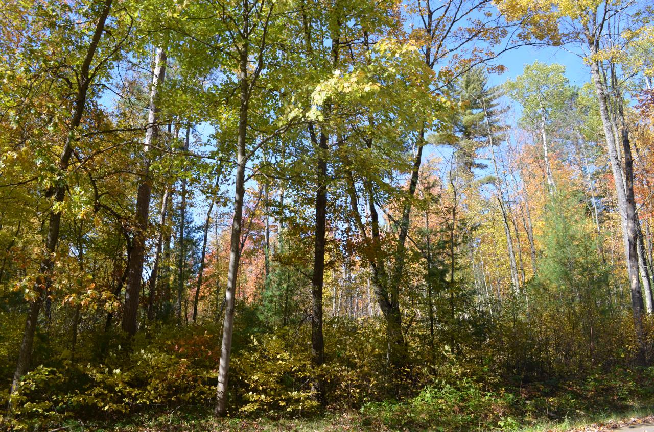 Lot 3 Deer Lake Road East Tomahawk, WI 54487 - Photo 3 of 18 Gallery Image 3