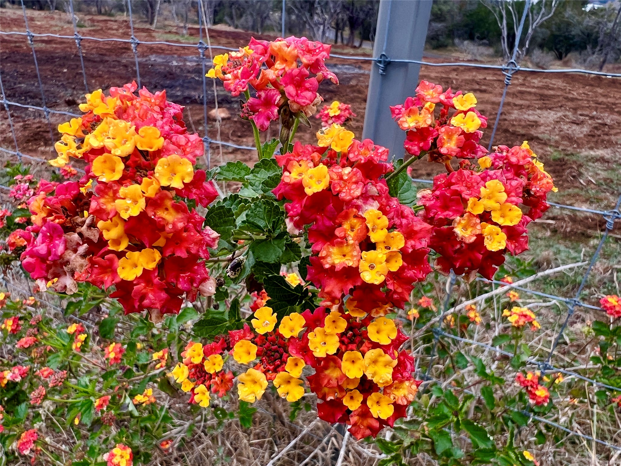 Tbd Apache Tears Horseshoe Bay, TX 78657 - Photo 19 of 21 a picture of flowers