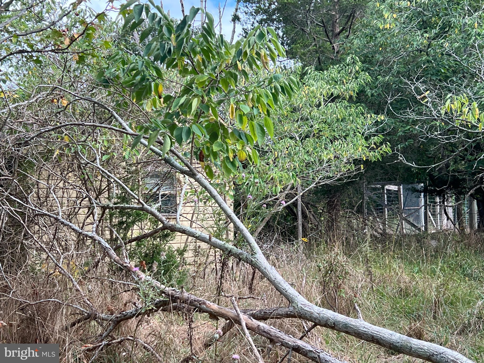 162-164 Powell Road Woodbine, NJ 08270 - Photo 3 of 13