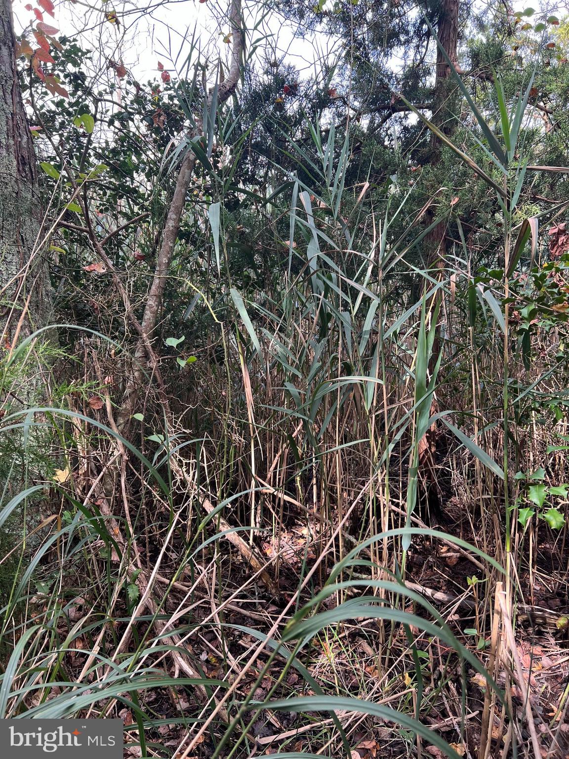 162-164 Powell Road Woodbine, NJ 08270 - Photo 5 of 13