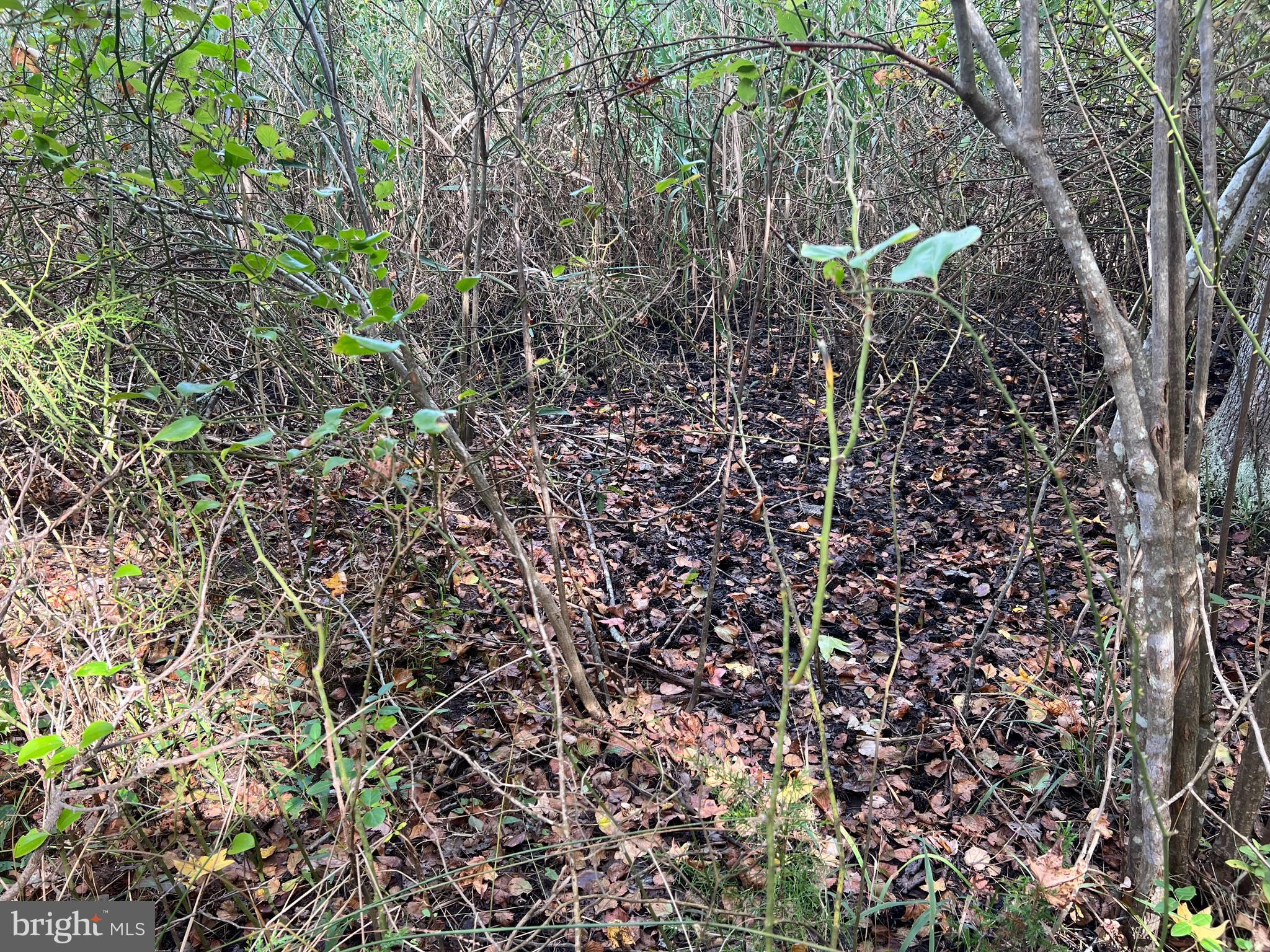 162-164 Powell Road Woodbine, NJ 08270 - Photo 6 of 13