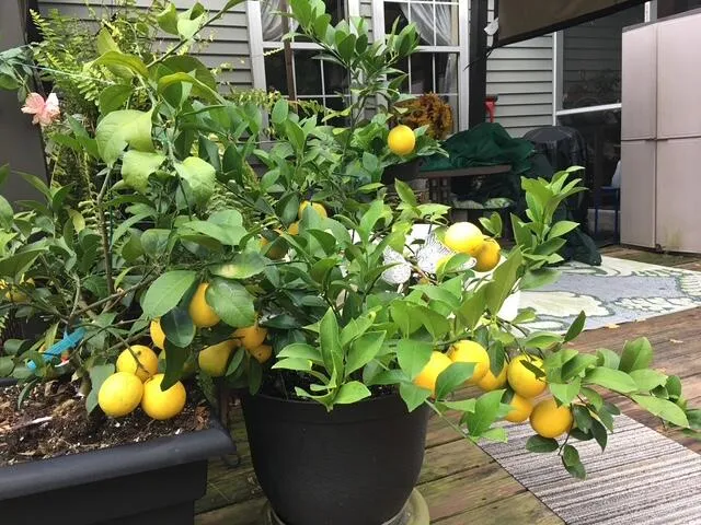 $364,900 | 5324 Copley Circle, Summerville, SC 29485