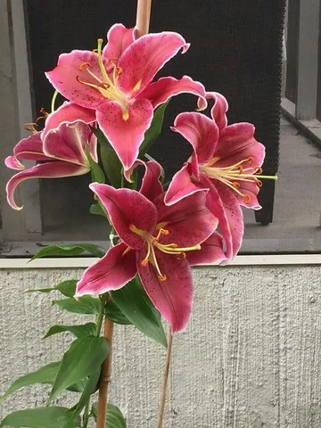 $364,900 | 5324 Copley Circle, Summerville, SC 29485