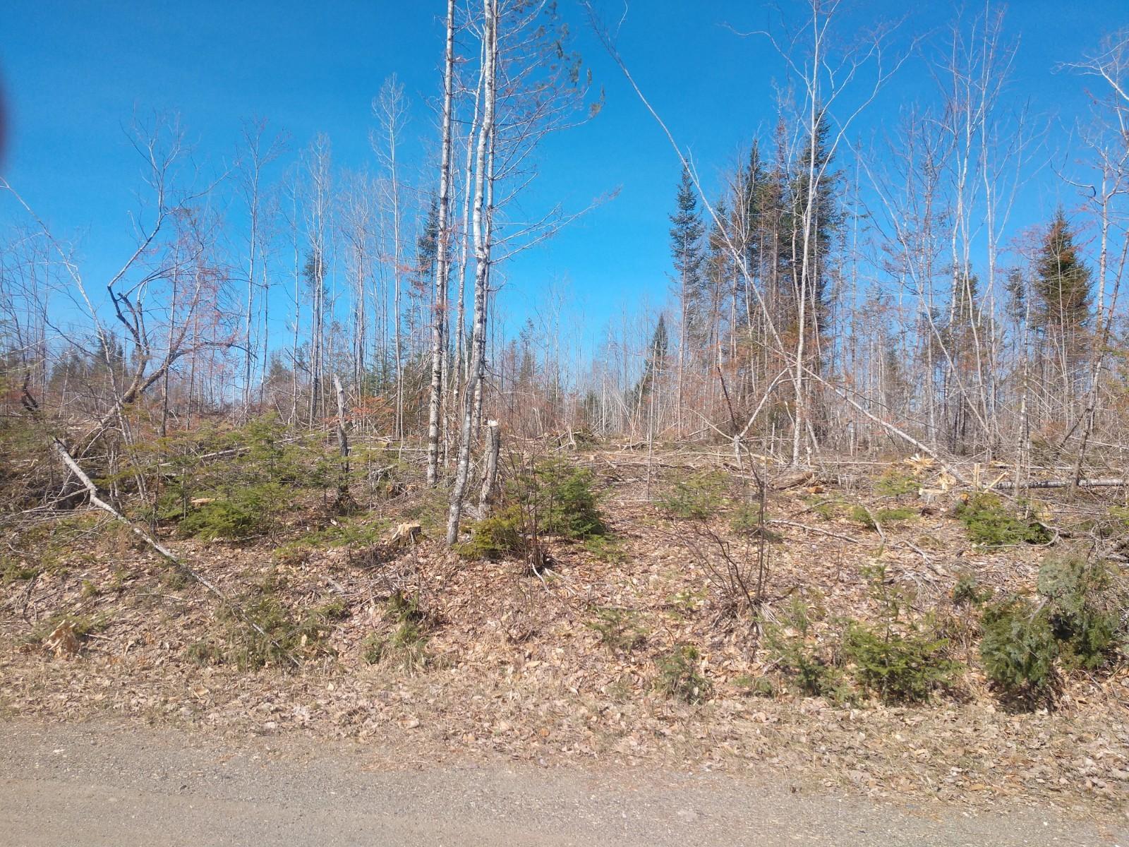 Off Osgood Road Carroll Plt, ME 04487 - Photo 4 of 5 IMG_20190509_094509246