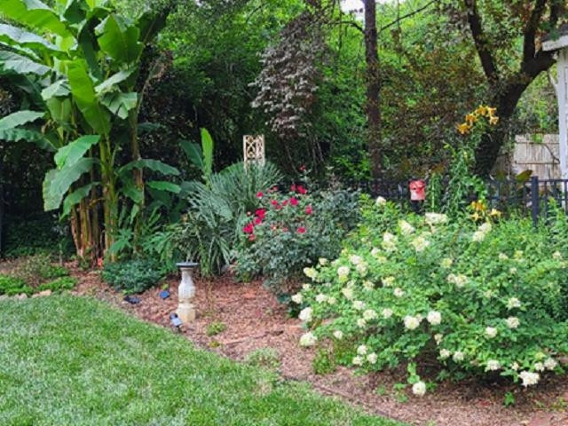 2113 Cowper Drive Raleigh, NC 27608 - Photo 48 of 48 ...in summer shows the banana tree reigning supreme Closer view of the back yard...