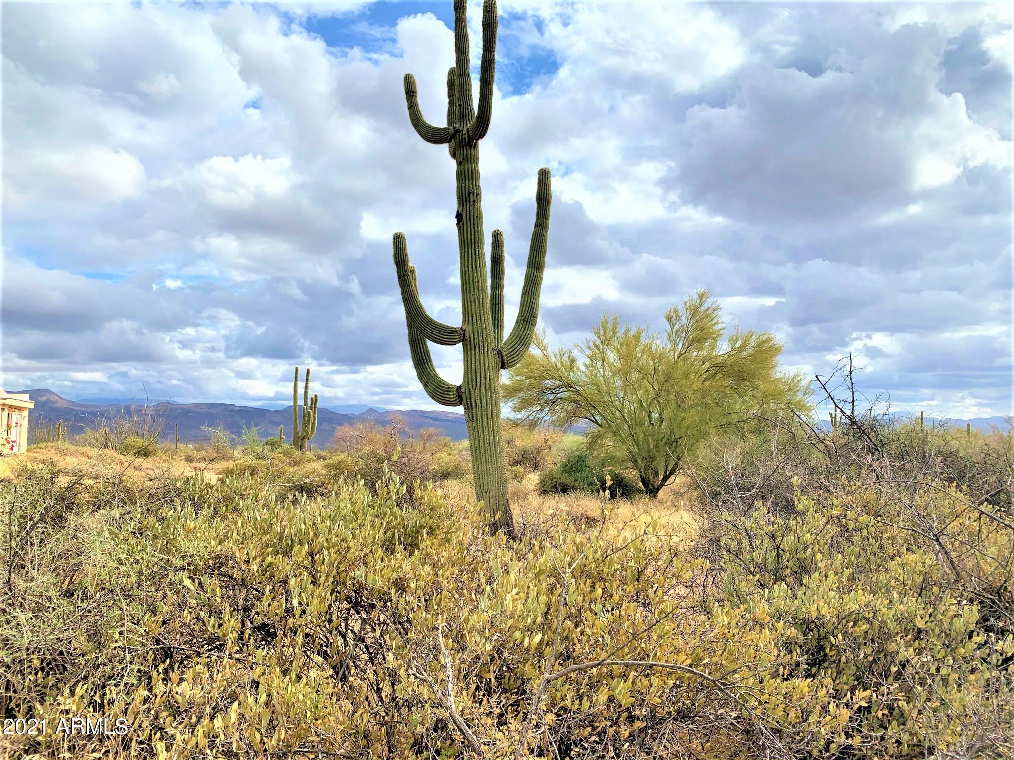 17100 East Lone Mountain Road Rio Verde, AZ 85263 - Photo 10 of 17 Mature Saguaros