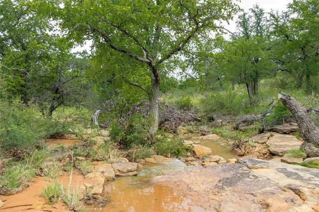 a view of a lake with a tree