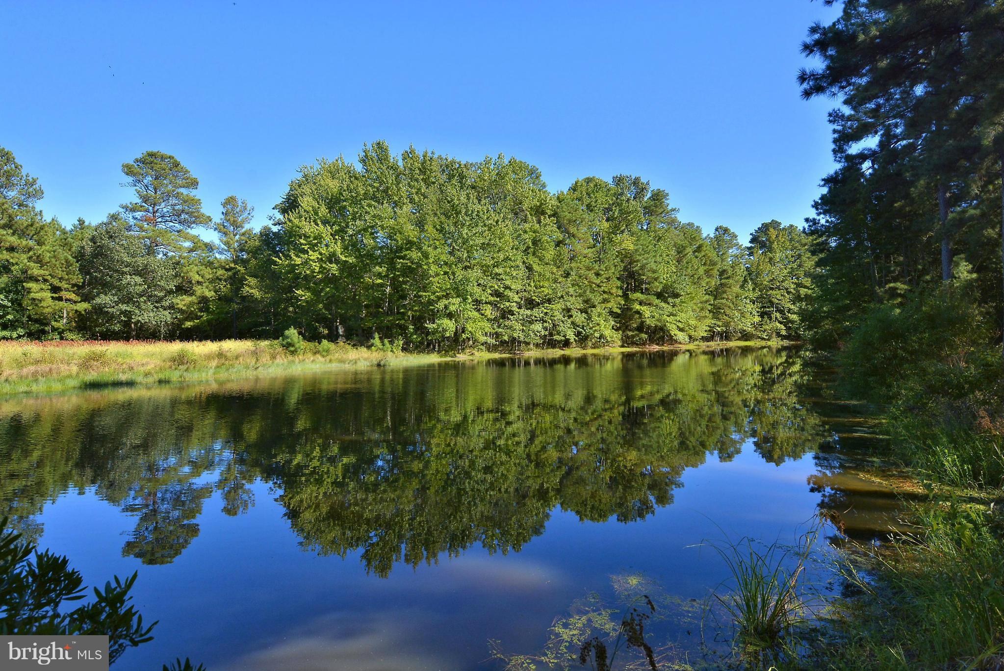 24100 Forest Pond Road St. Michaels, MD 21663 - Photo 4 of 20