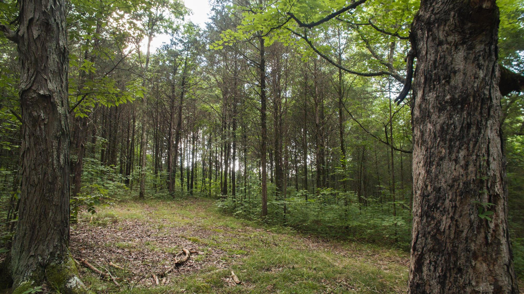 5036 Chicken Road Lebanon, TN 37090 - Photo 7 of 28 Gallery Image 7