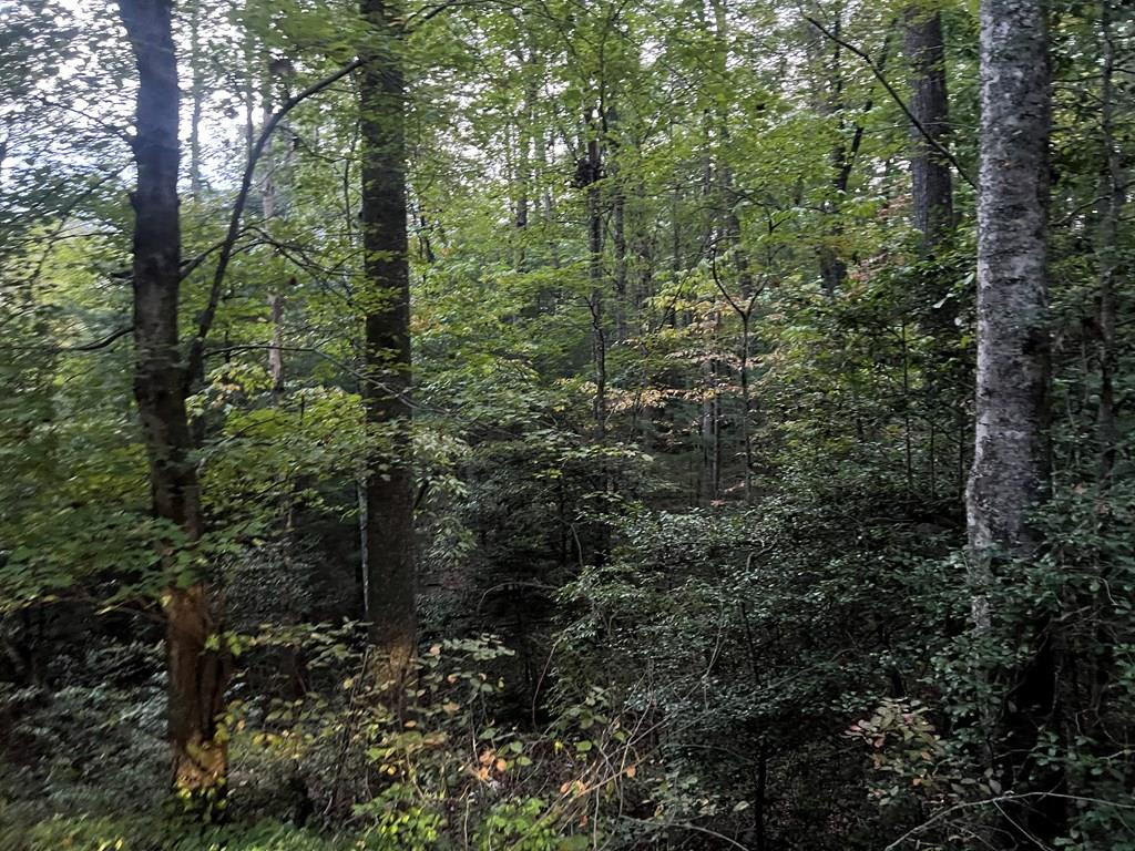 Tbd Candy Mountain Road Murphy, NC 28906 - Photo 1 of 8 Main View
