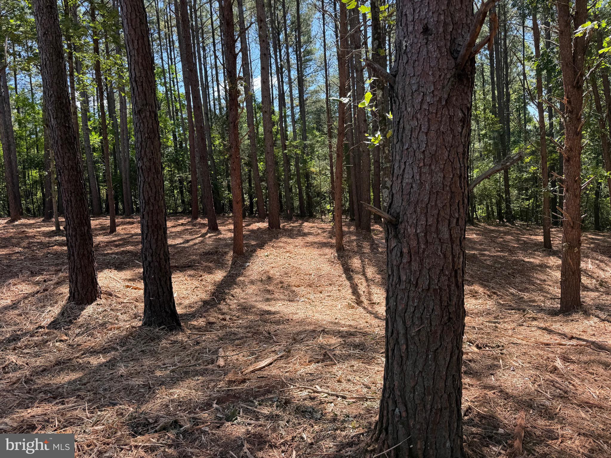 0 Old Green Mountain Road Esmont, VA 22937 - Photo 13 of 51