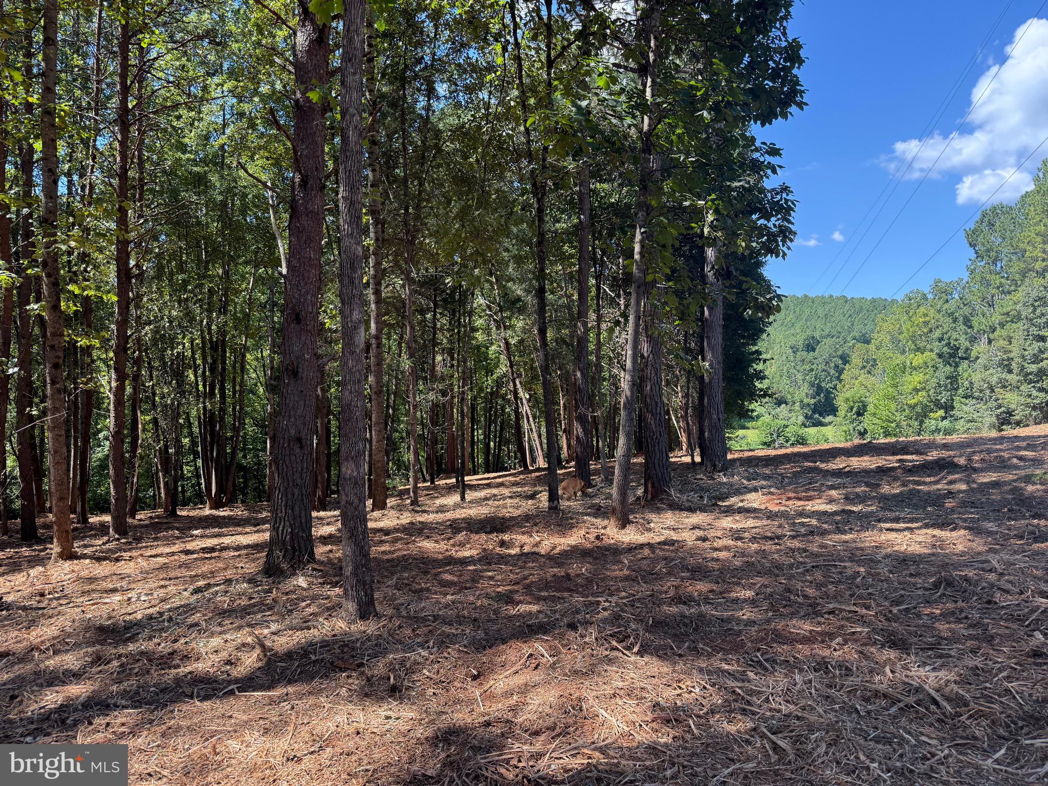 0 Old Green Mountain Road Esmont, VA 22937 - Photo 15 of 51