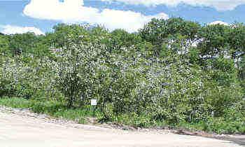 Choke Cherry/aspen Street West Star Valley Ranch, WY 83127 - Photo 1 of 1 Listing Photo