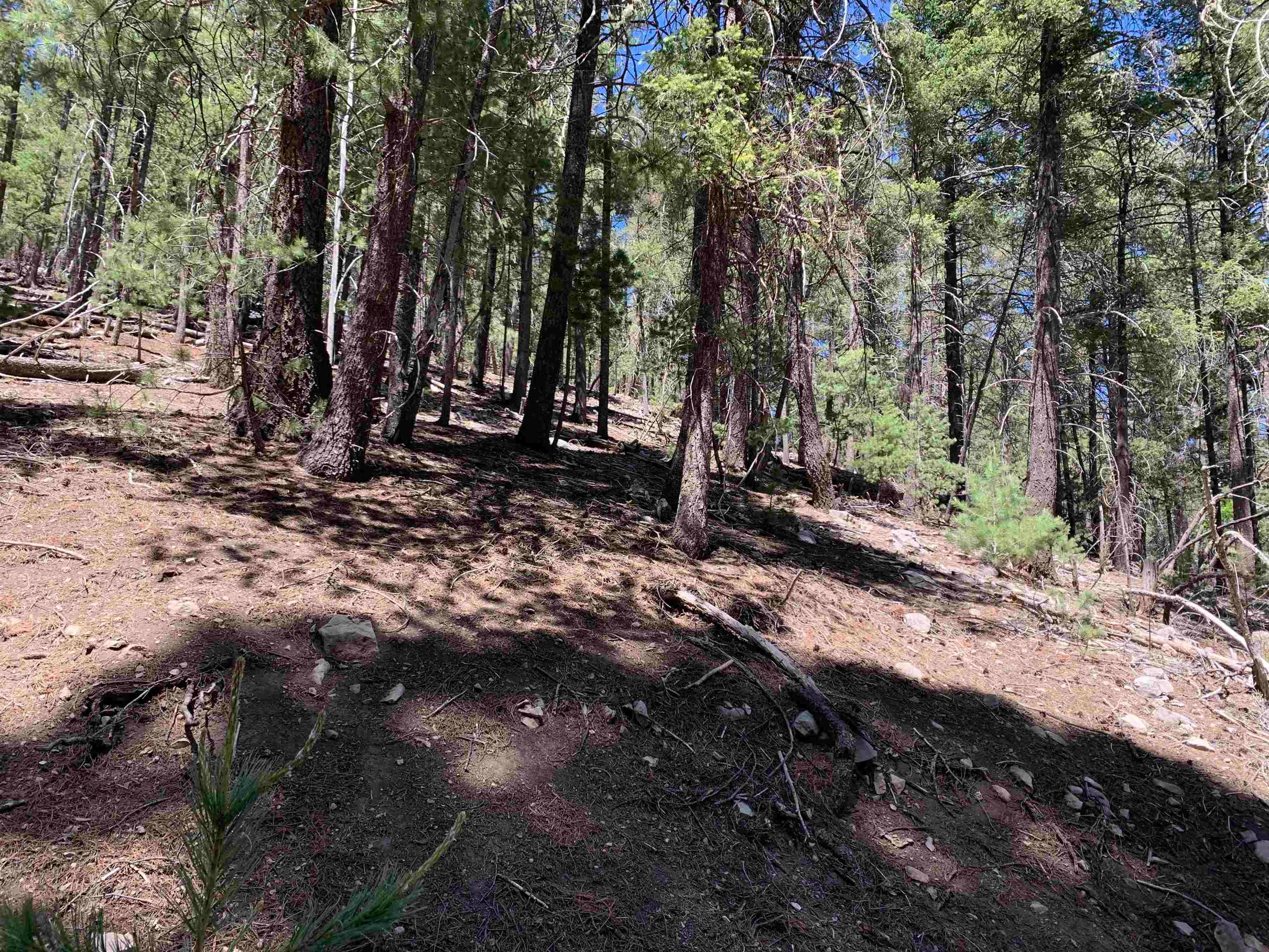 79 Lodge Spring Road Cloudcroft, NM 88317 - Photo 12 of 17 Gallery Image 12