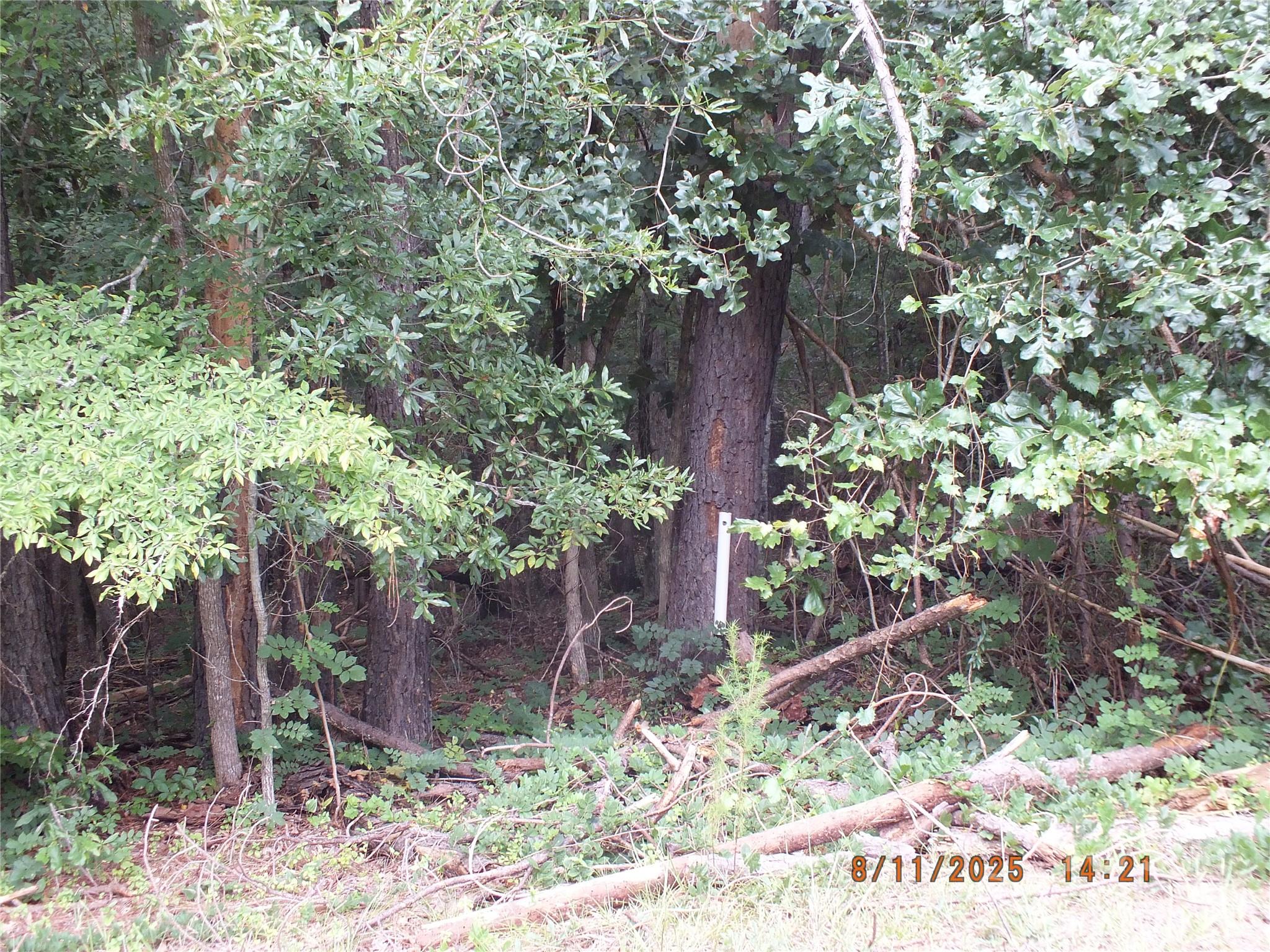 5034 State Rd S-29-20 Heath Springs, SC 29058 - Photo 29 of 43 a backyard of a house with lots of trees