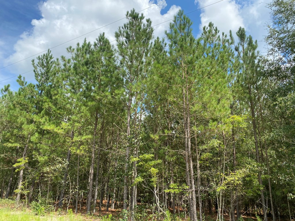 487 Pine Acres Road Windsor, SC 29856 - Photo 4 of 21