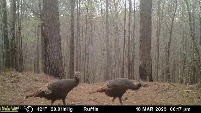 $700,000 | West Ruffin Road, Enid, MS 38927