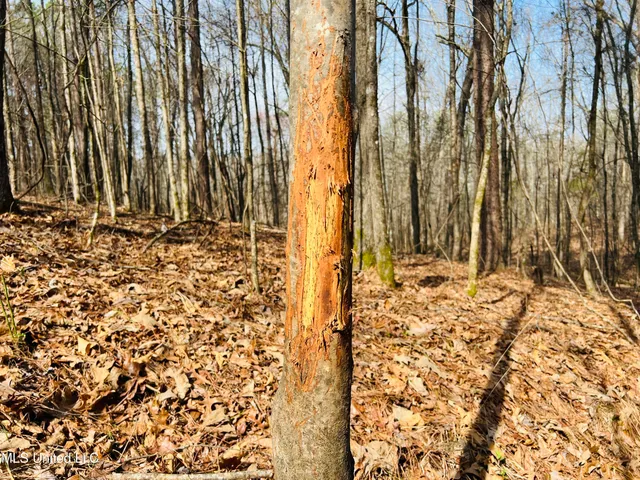 $700,000 | West Ruffin Road, Enid, MS 38927