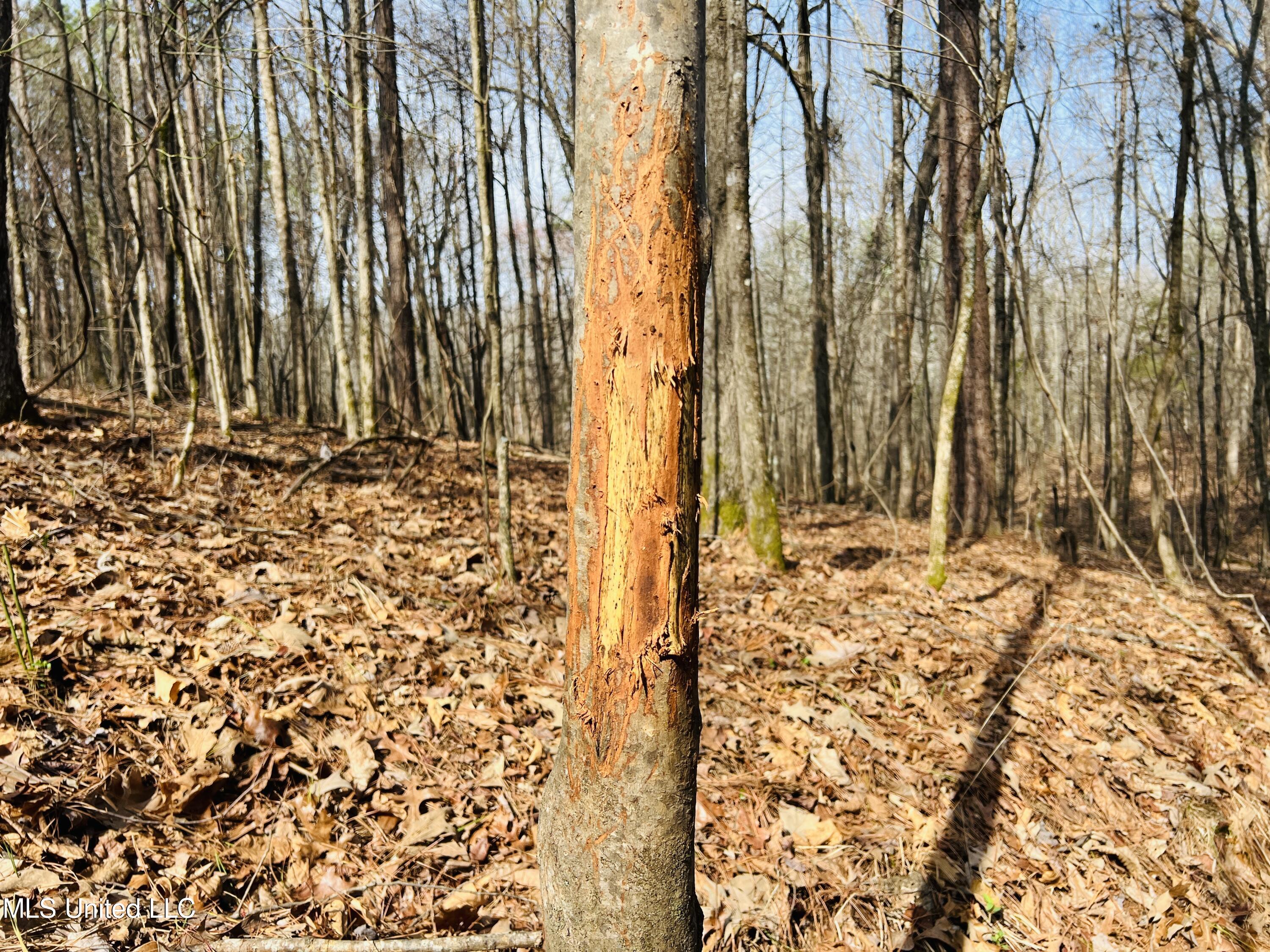 West Ruffin Road Enid, MS 38927 - Photo 8 of 40 30