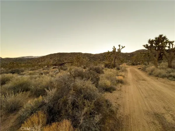 a view of a dry yard with trees