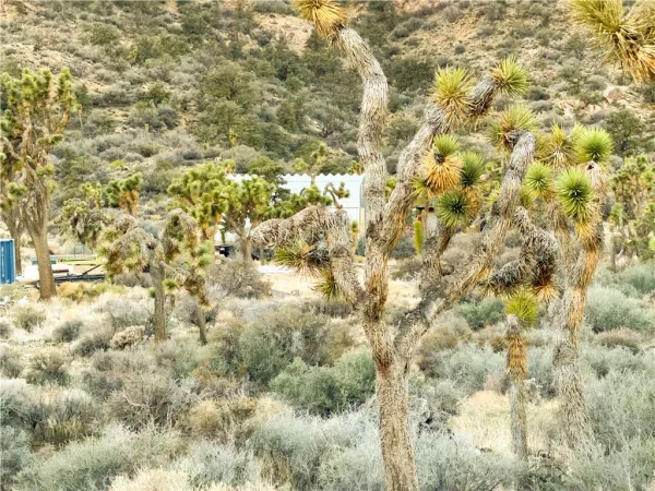 a view of a dry yard with trees in the background