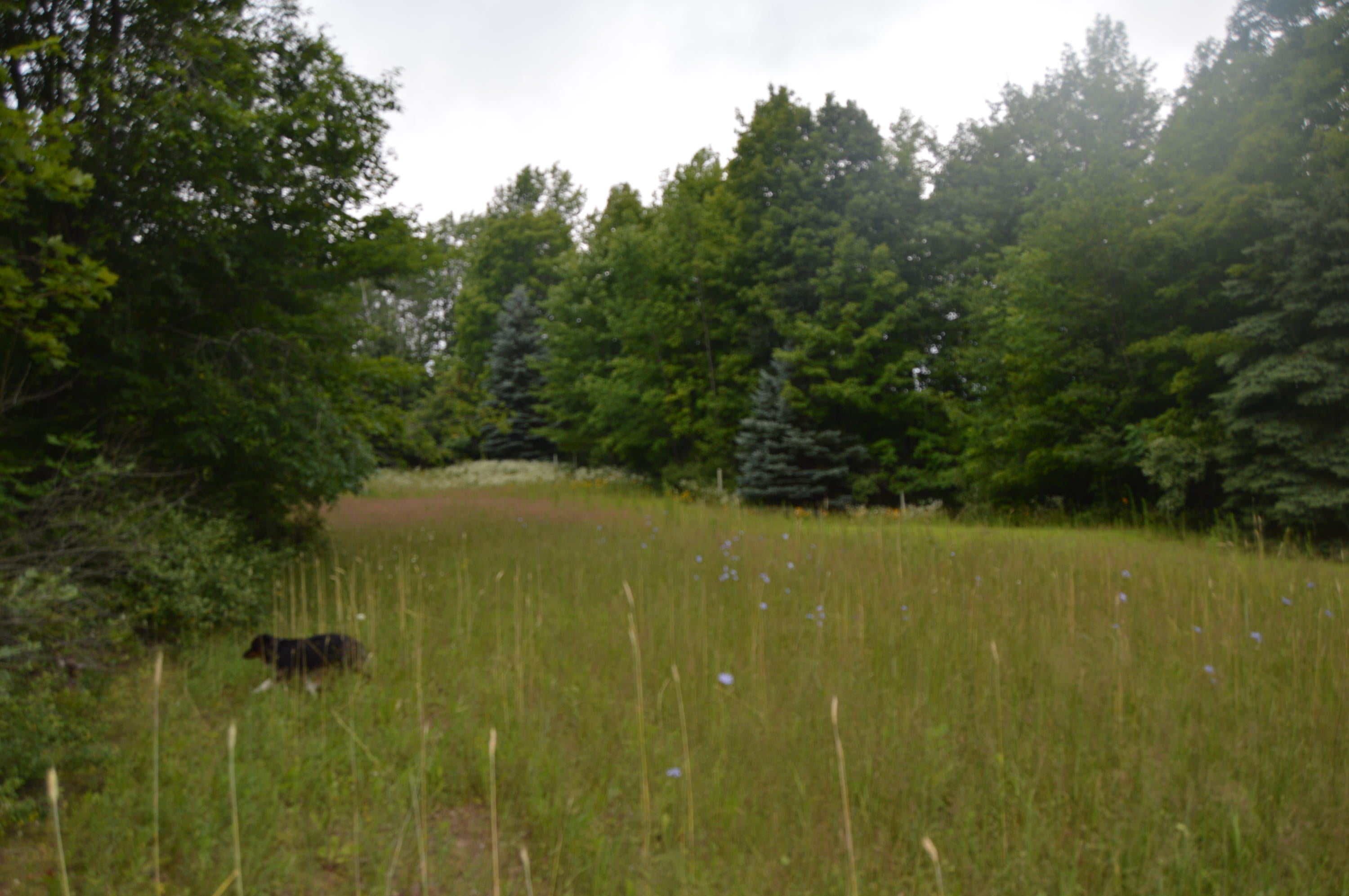 2910 Munger Road Carp Lake, MI 49718 - Photo 5 of 43 Gallery Image 5