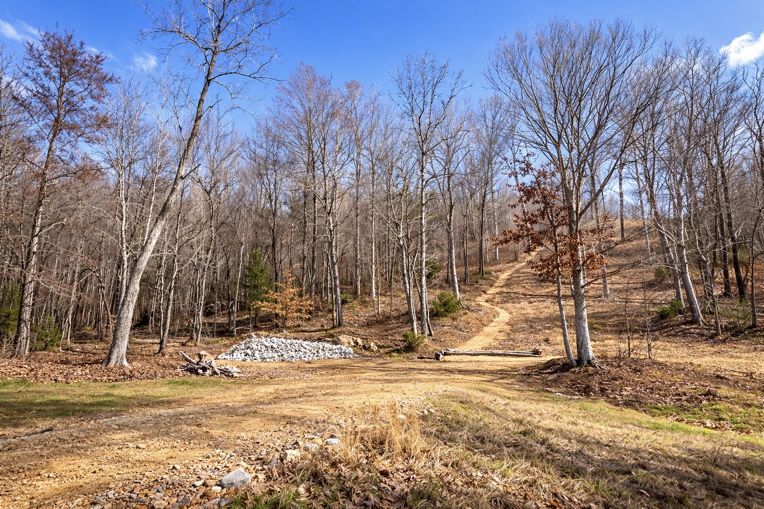 664 Russ Valley Road Lobelville, TN 37097 - Photo 45 of 57 a view of a yard with trees