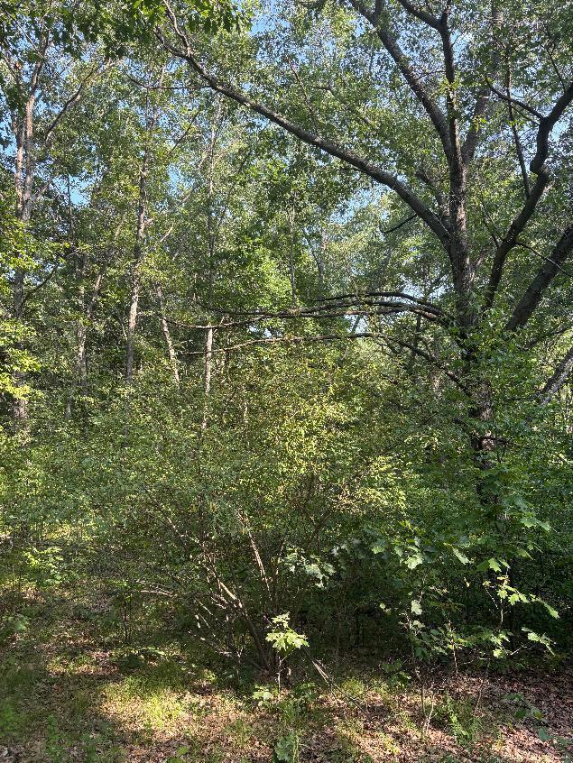 8159 Roosevelt Road Mecosta, MI 49332 - Photo 2 of 3 lot 1