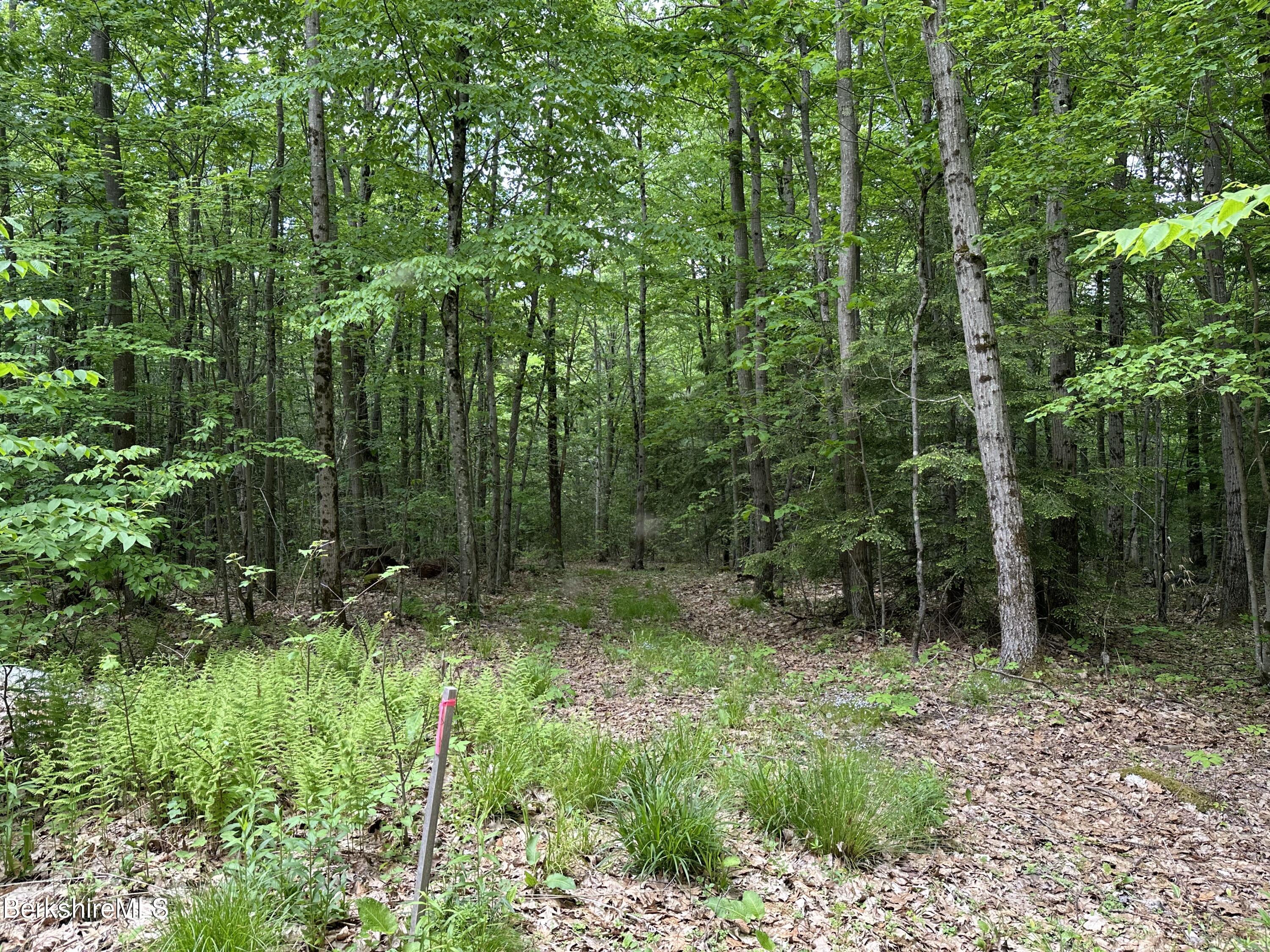 54.2 South Sandisfield Road Sandisfield, MA 01255 - Photo 4 of 12 a view of forest