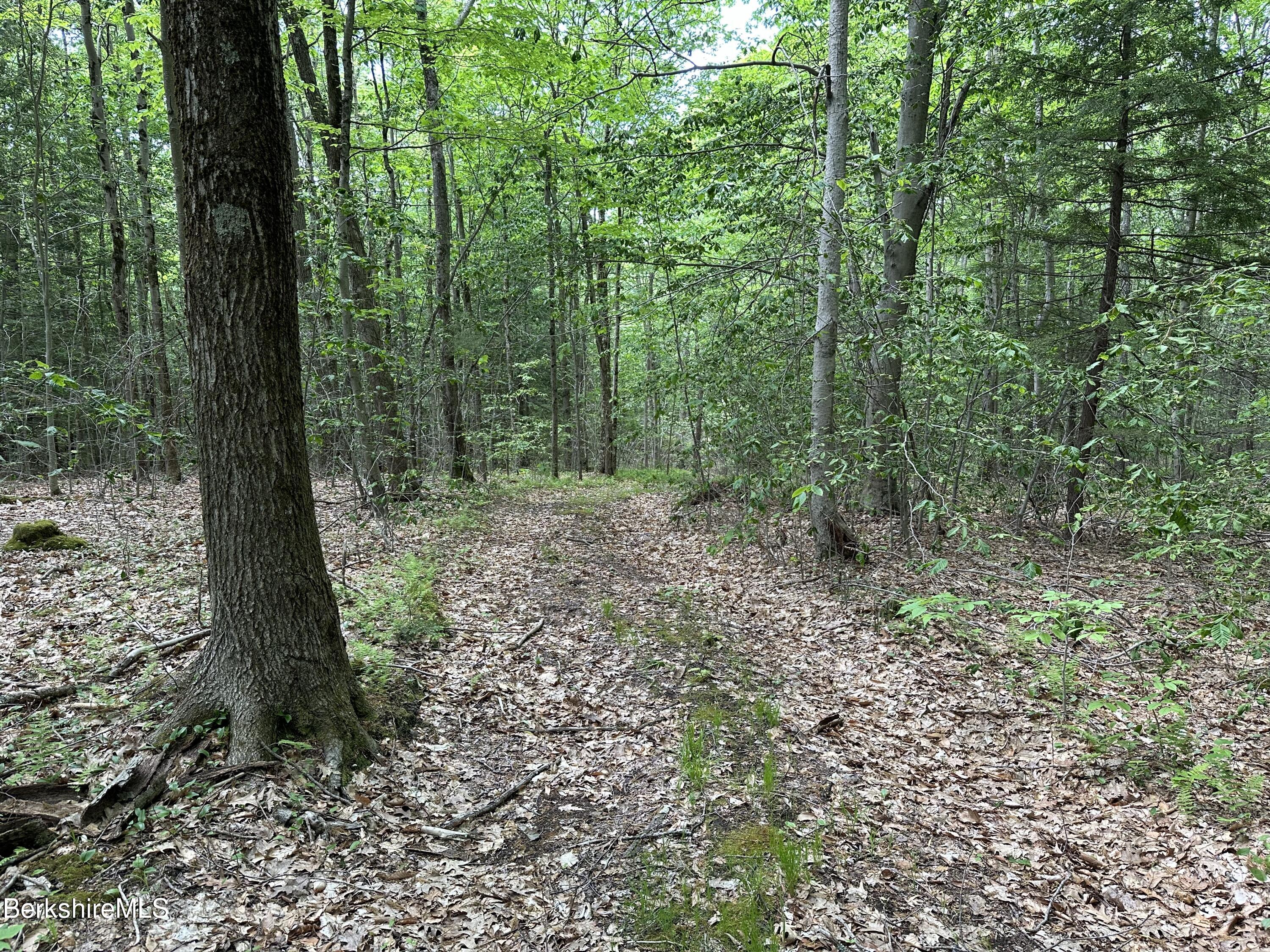 54.2 South Sandisfield Road Sandisfield, MA 01255 - Photo 5 of 12 a view of a forest that has large trees