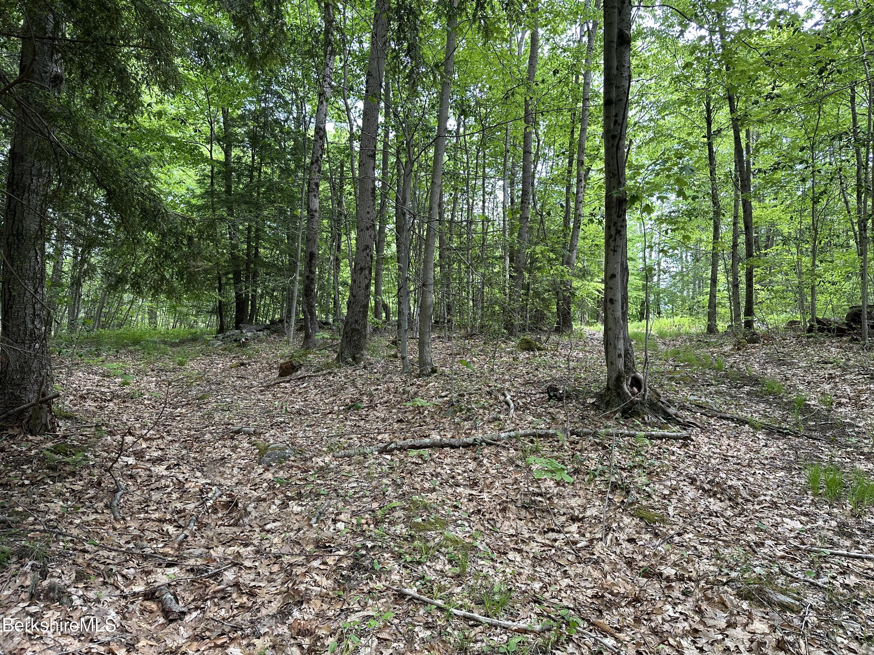 54.2 South Sandisfield Road Sandisfield, MA 01255 - Photo 6 of 12 a view of a forest with trees in the background