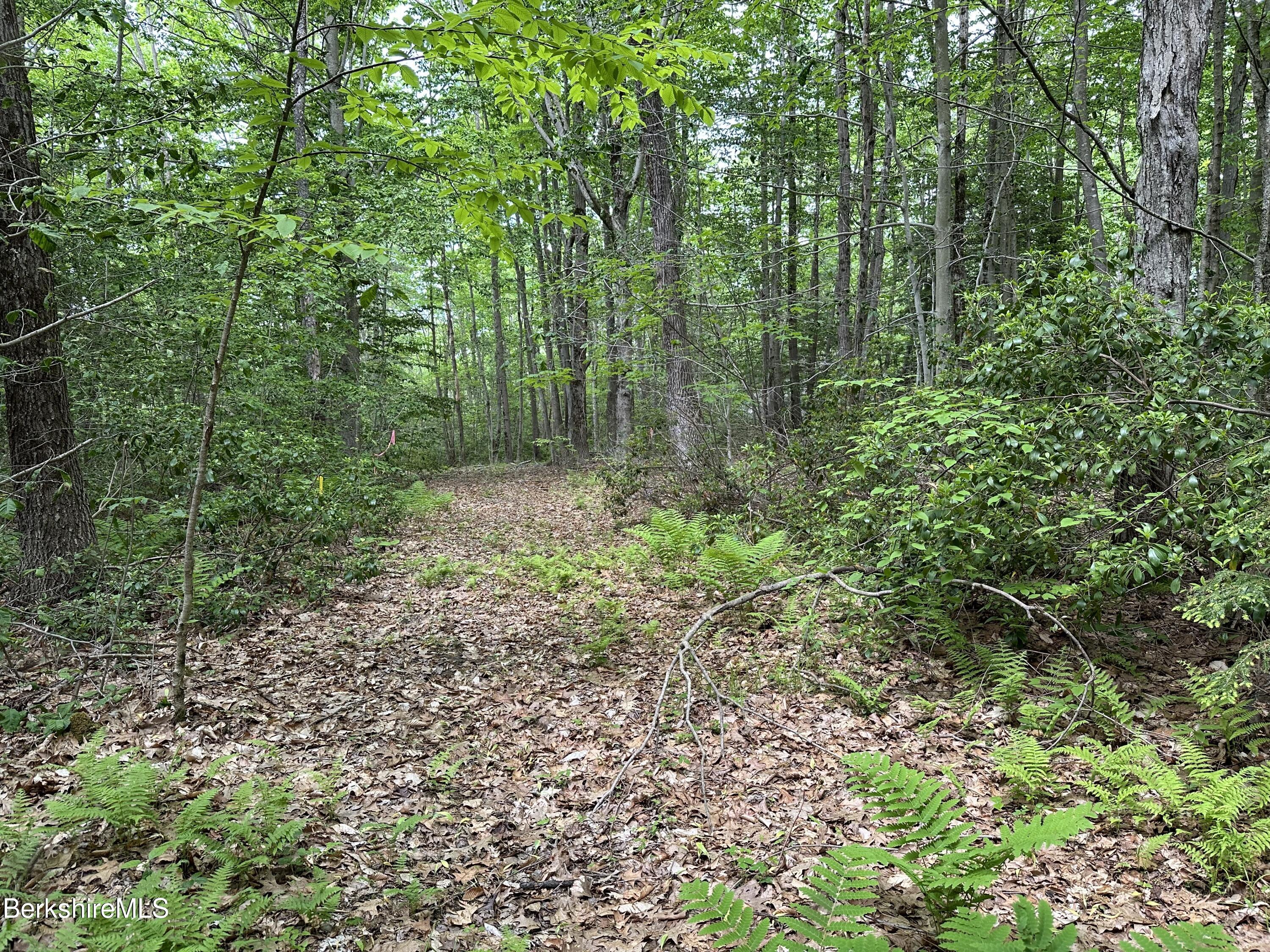 54.2 South Sandisfield Road Sandisfield, MA 01255 - Photo 7 of 12 a view of a garden with trees