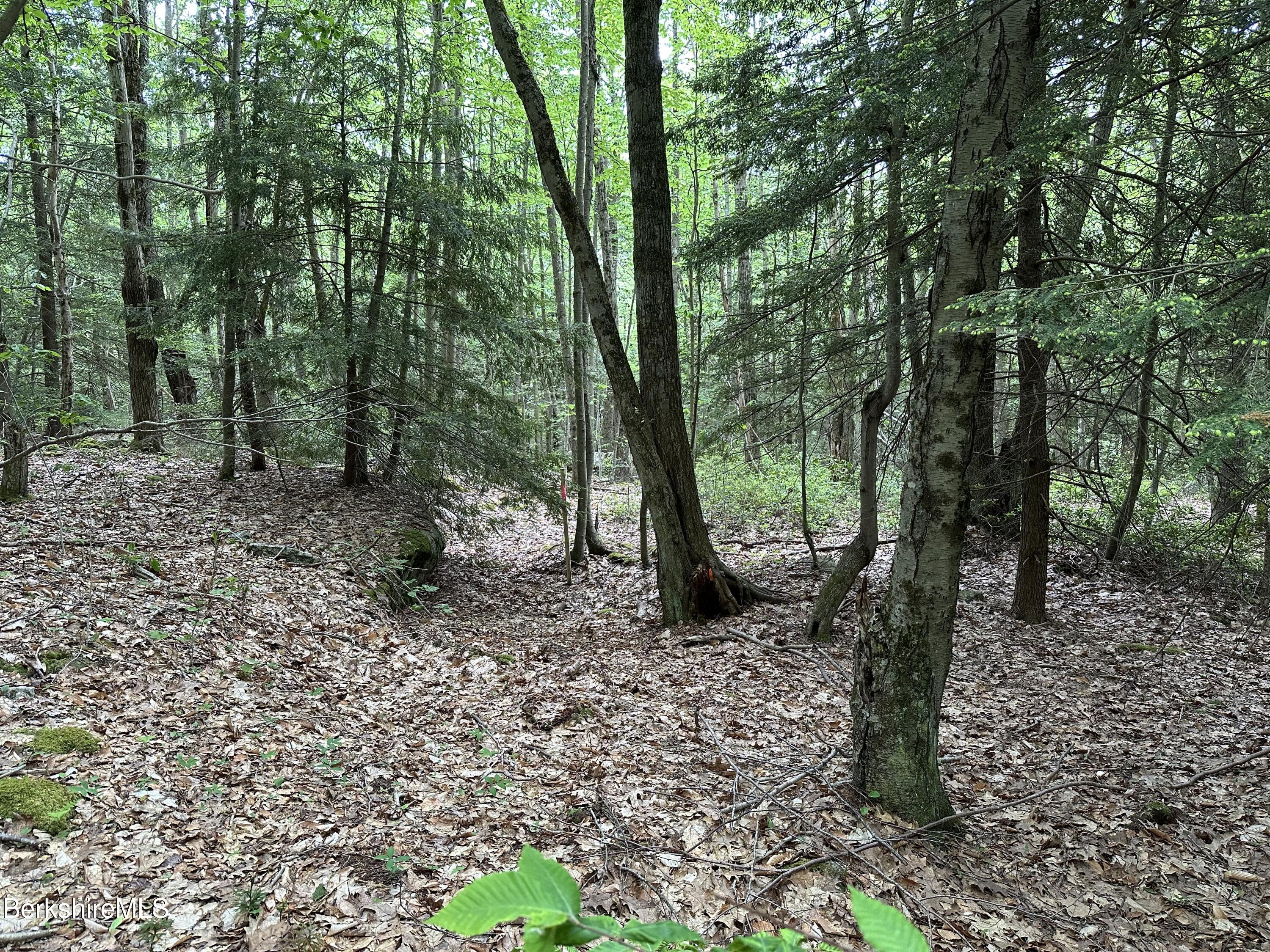54.2 South Sandisfield Road Sandisfield, MA 01255 - Photo 9 of 12 a view of a forest filled with trees