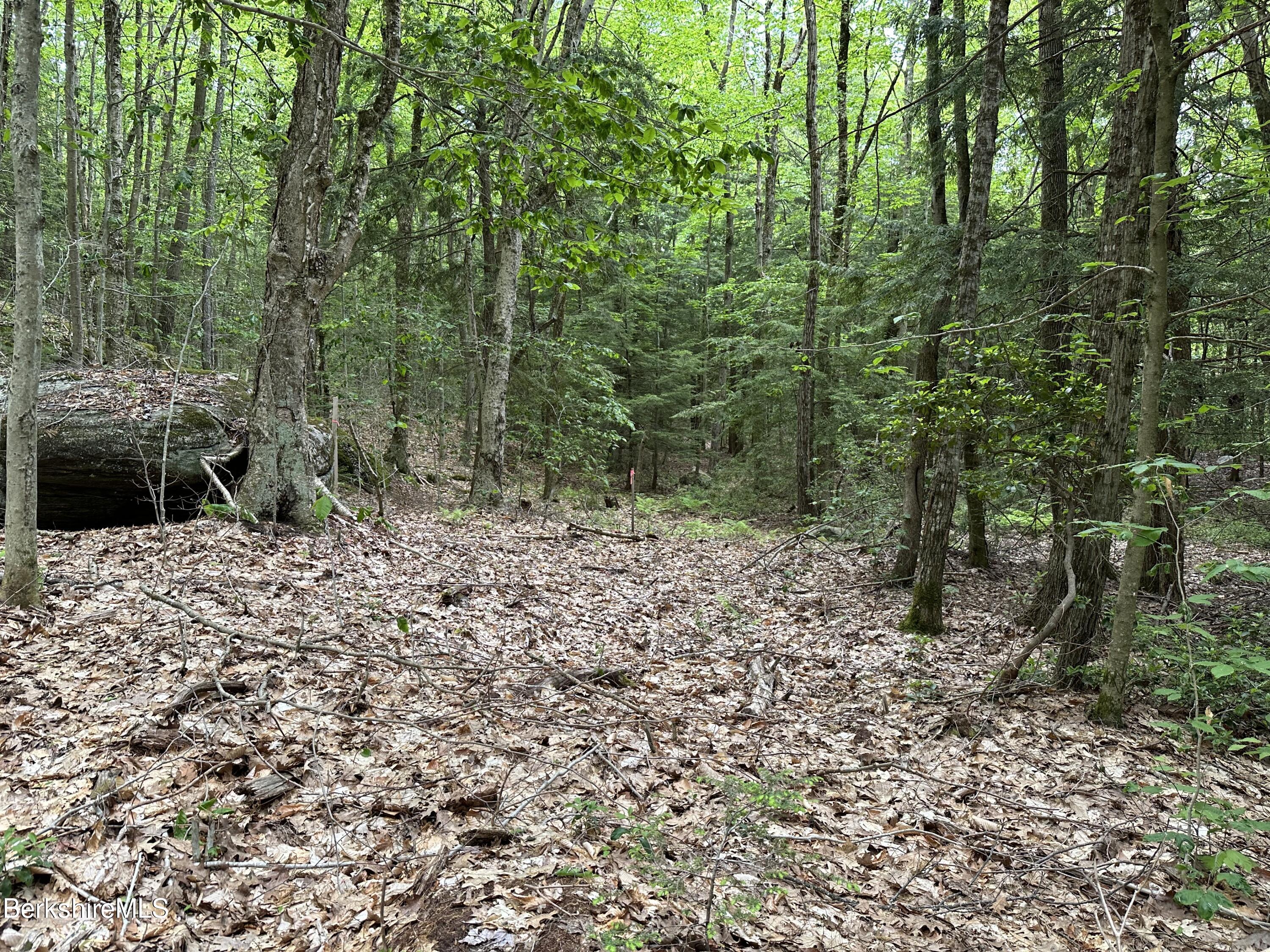 54.2 South Sandisfield Road Sandisfield, MA 01255 - Photo 10 of 12 a view of a forest filled with trees and flowers