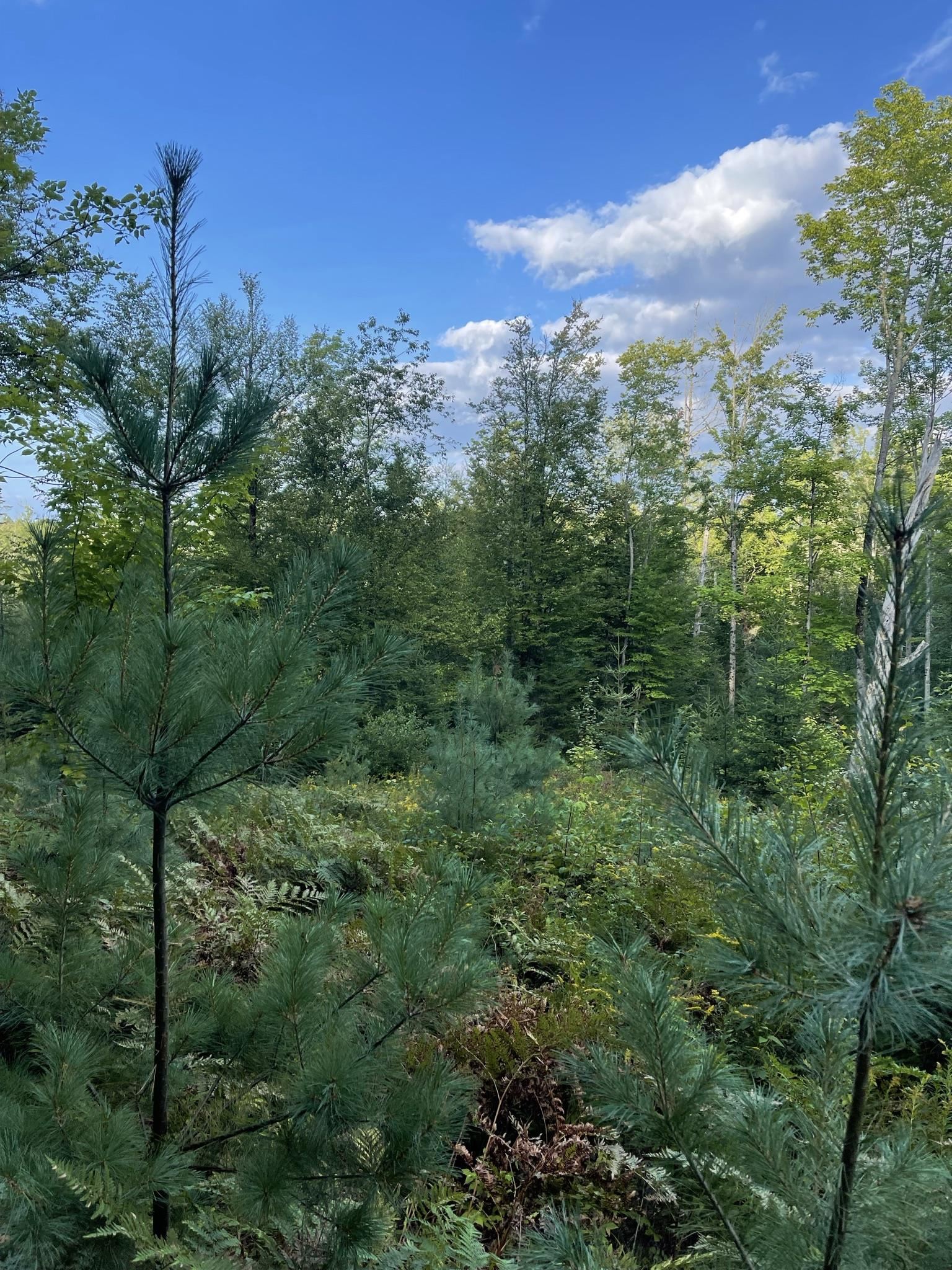 0 Baptist Hill Road Lunenburg, VT 05906 - Photo 13 of 16