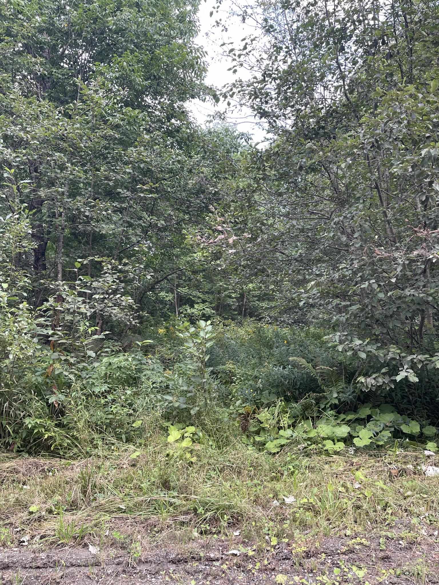 0 Baptist Hill Road Lunenburg, VT 05906 - Photo 14 of 16