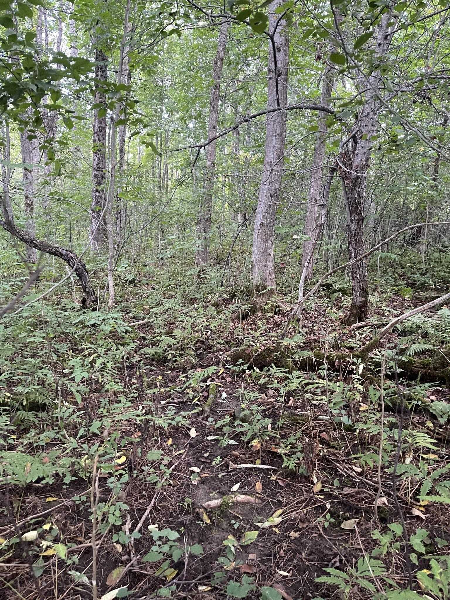 0 Baptist Hill Road Lunenburg, VT 05906 - Photo 16 of 16