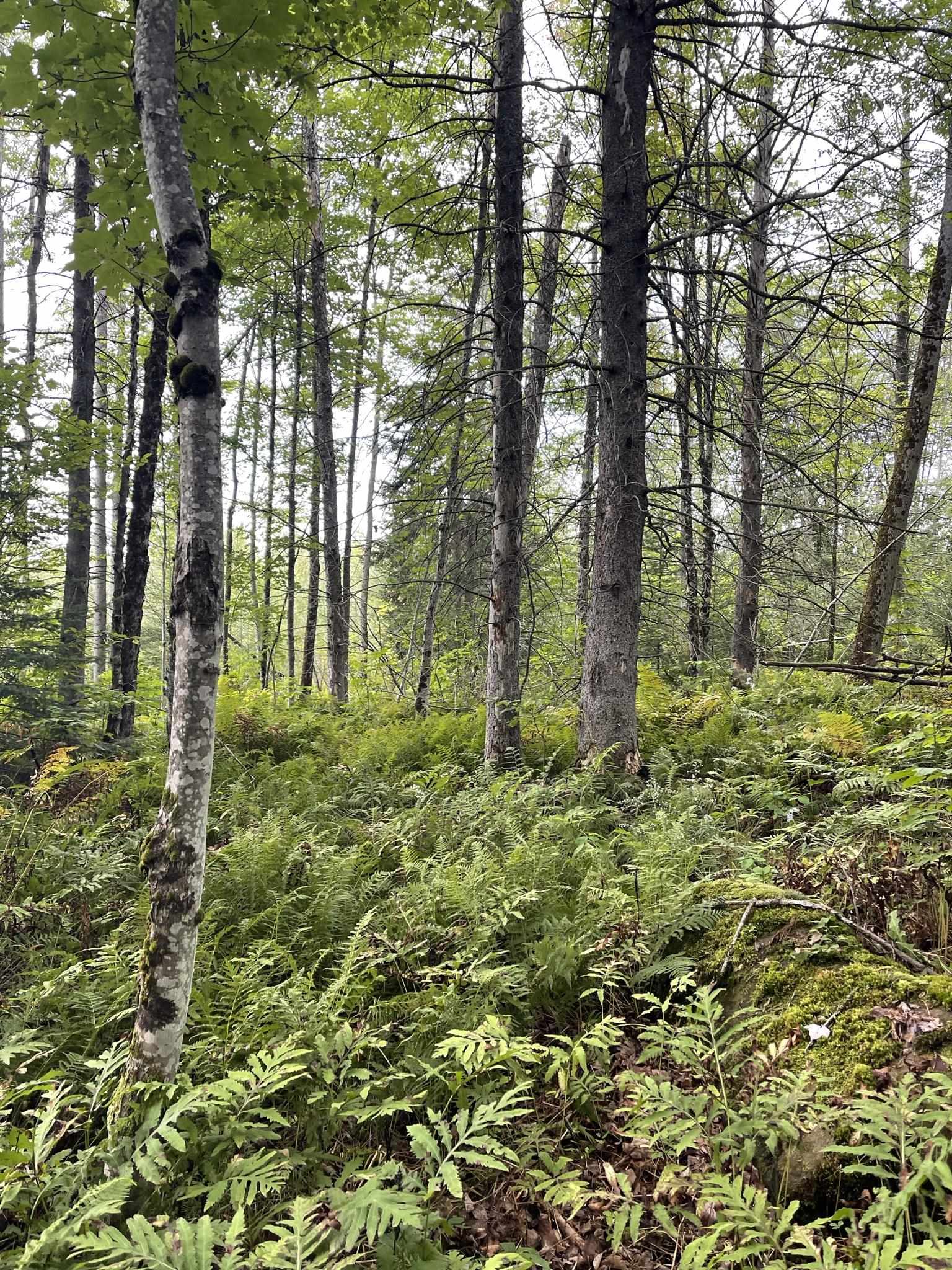 0 Baptist Hill Road Lunenburg, VT 05906 - Photo 3 of 16