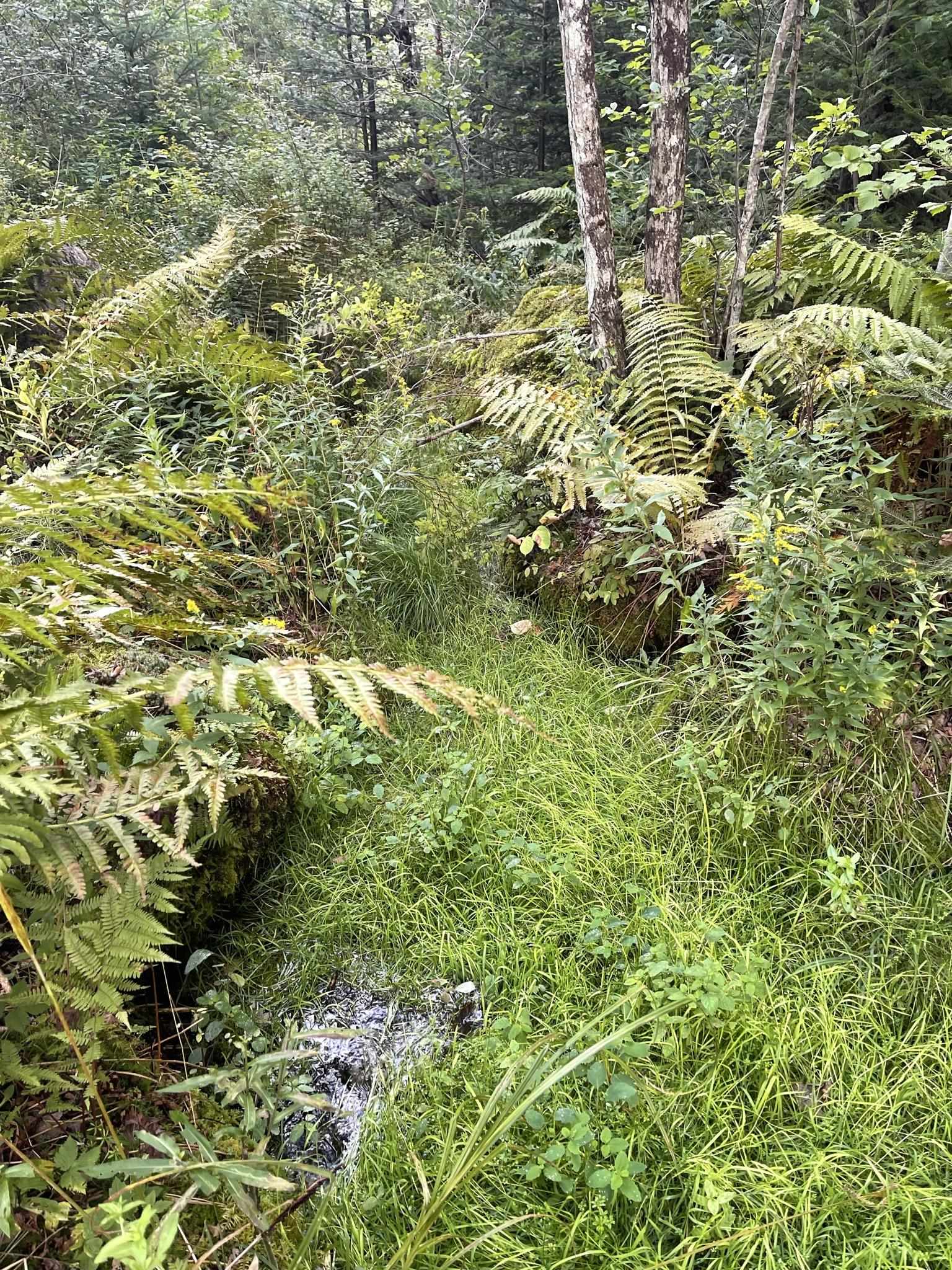 0 Baptist Hill Road Lunenburg, VT 05906 - Photo 4 of 16