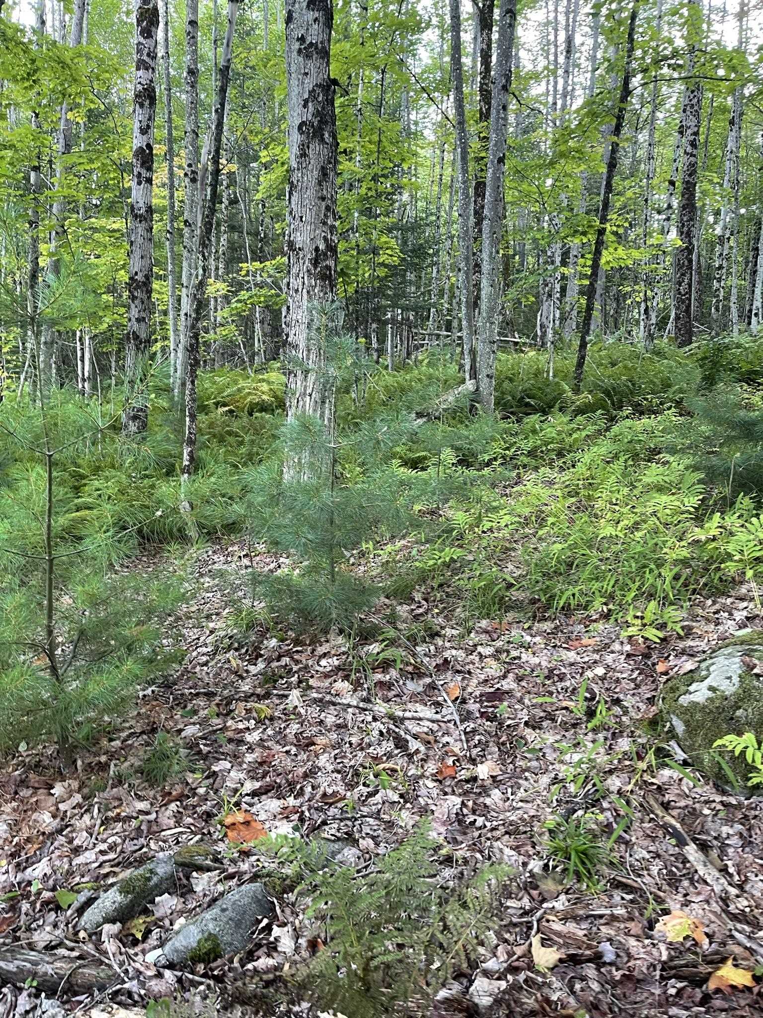 0 Baptist Hill Road Lunenburg, VT 05906 - Photo 5 of 16