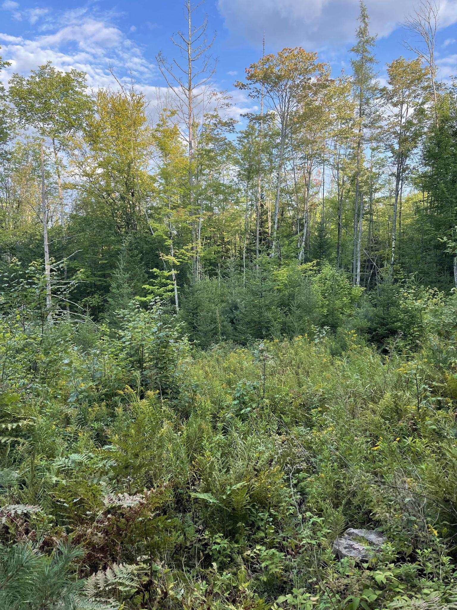 0 Baptist Hill Road Lunenburg, VT 05906 - Photo 6 of 16