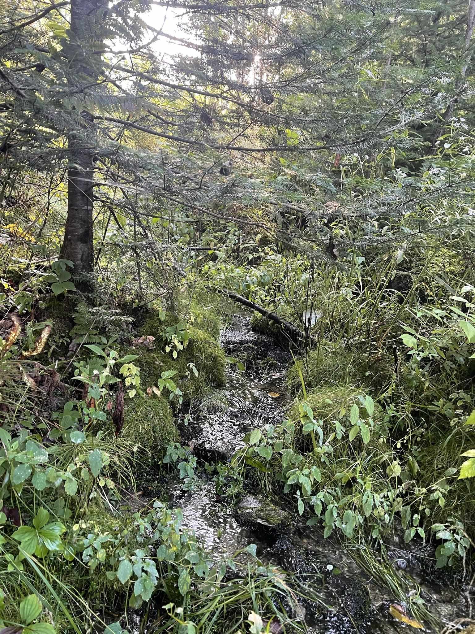 0 Baptist Hill Road Lunenburg, VT 05906 - Photo 8 of 16