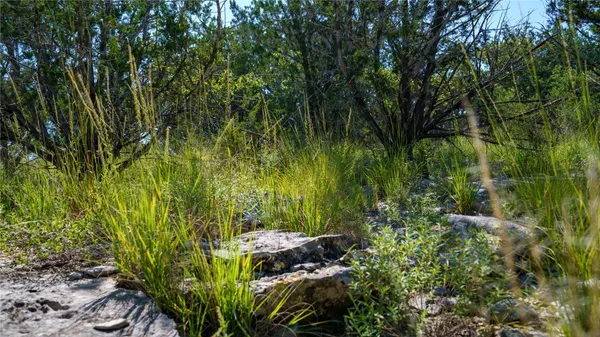 a view of a plants in a garden