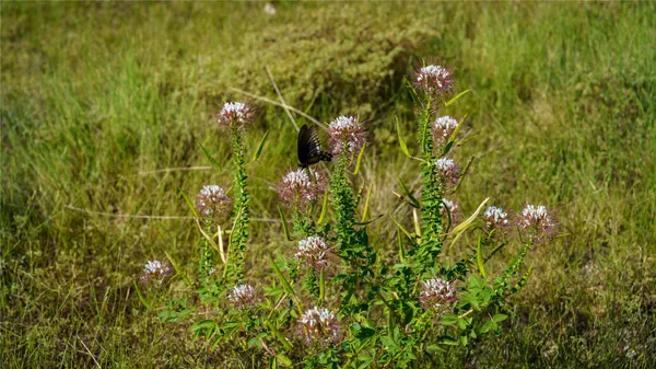 a view of a tree in a garden