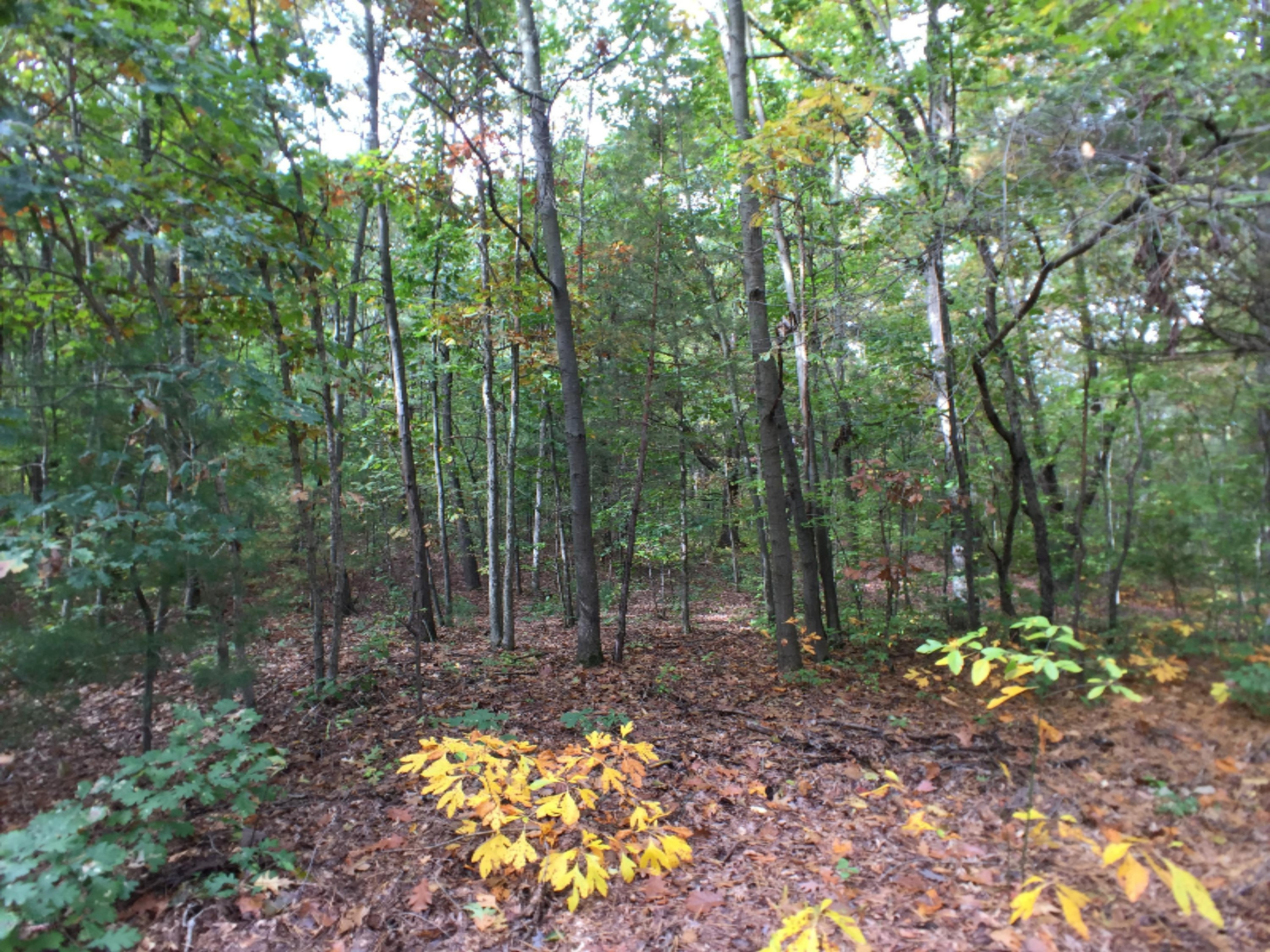 11500 Hall Road Ravenna, MI 49451 - Photo 16 of 19 Photo Oct 13, 11 17 11 AM