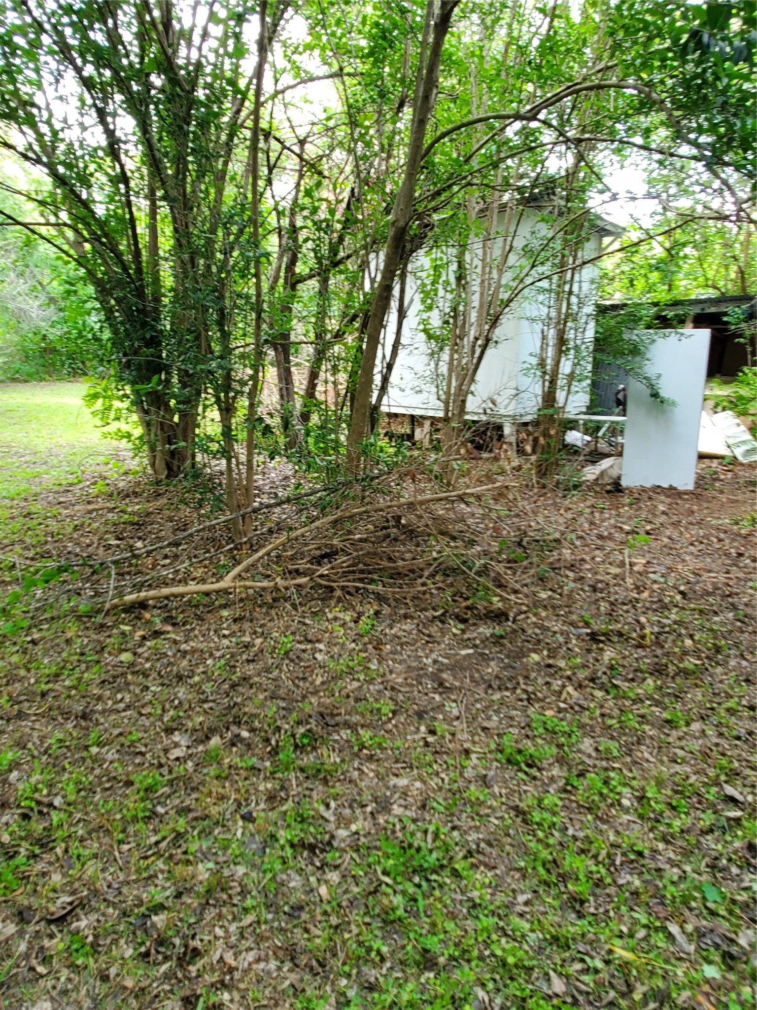 5512 Joe Sayers Avenue Austin, TX 78756 - Photo 15 of 19 a view of a backyard with large trees