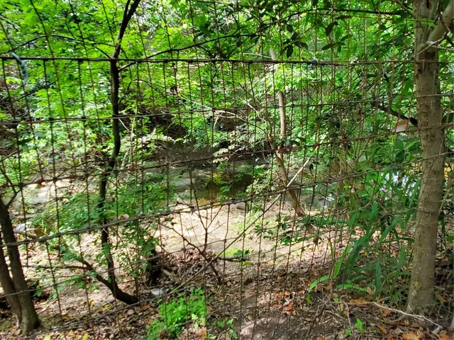 a view of a tree in a garden